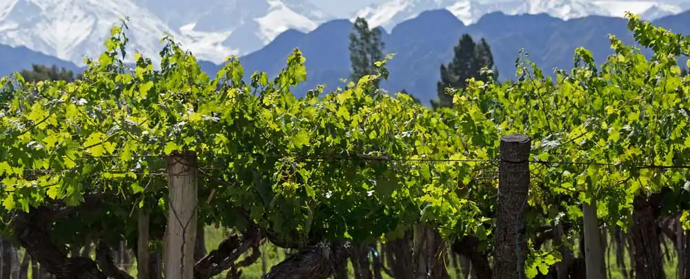 Vignes de Lujan de Cuyo à Mendoza en Argentine