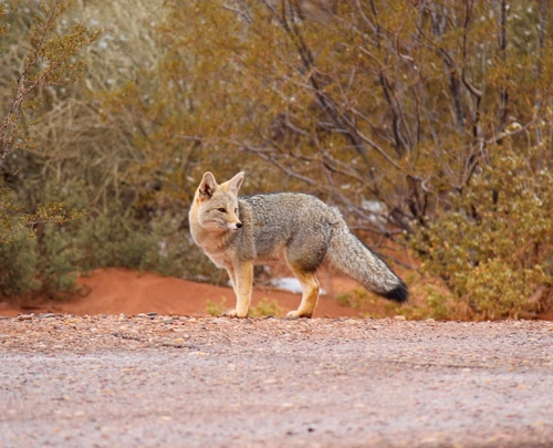 Un renard dans le parc national de Talampaya en Argentine