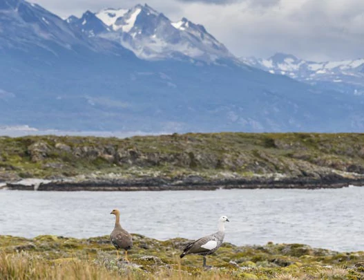 Oiseaux sur les rives du Parc de la Terre de Feu