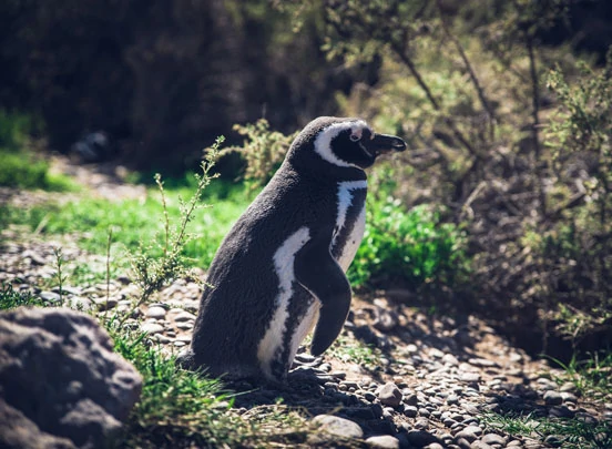 Un manchot dans la nature de la réserve de Punta Tombo 