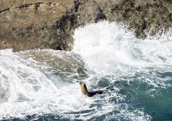 Un lion de mer de Valdés, non loin de Trelew