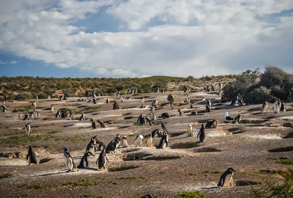 Les manchots de la réserve faunique de Punta Tombo 