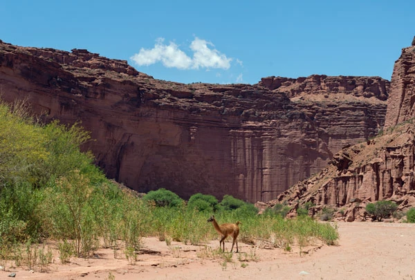 Désert de sable rouge et guanaco dans le parc Talampaya en Argentine