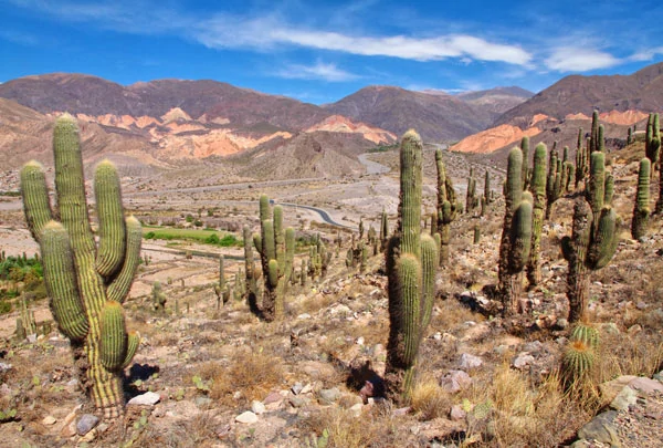 Cactus de la Quebrada de Humahuaca en Argentine