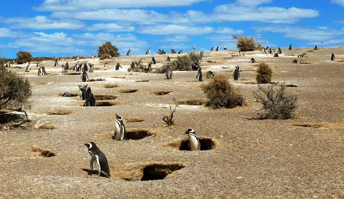 Nids de manchots de Magellan creusés dans le sable de Punta Tombo en Argentine