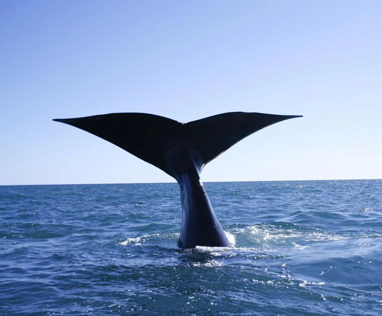 Une queue de baleine dans les eaux de la Péninsule de Valdès