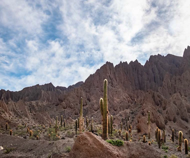 Cactus et montagnes de la Quebrada del Toro 