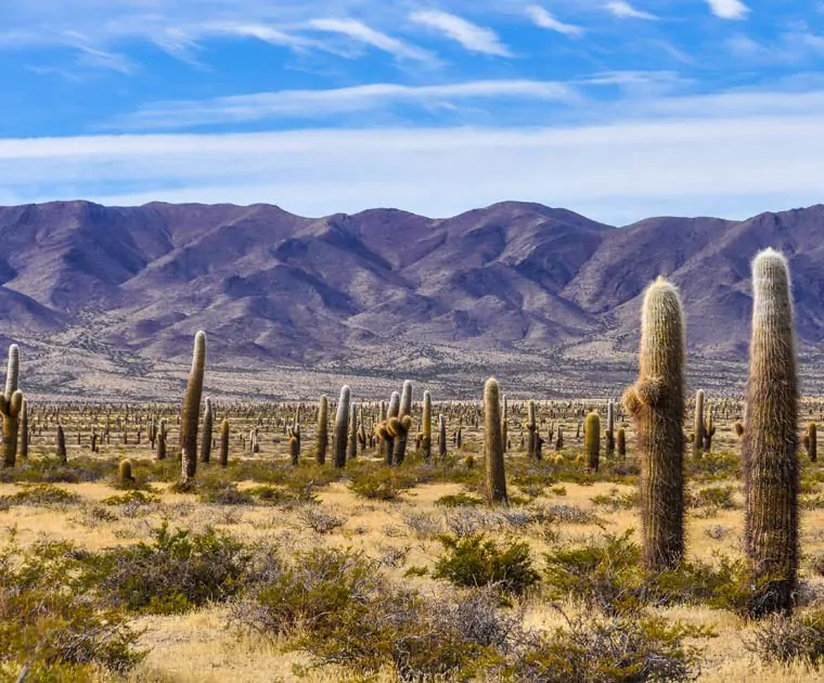 Les cactus du Parc National Los Cardones 