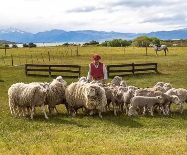 Troupeau de Moutons de l'Estancia El Galpon del Glaciar