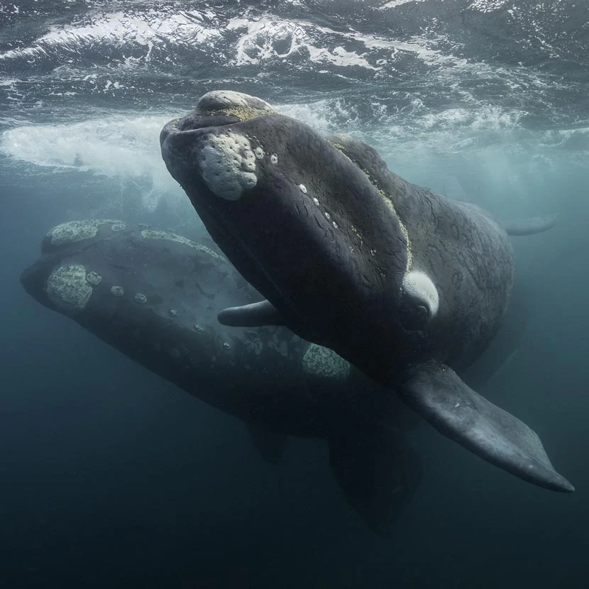 Deux baleines franches sous l'eau au large de Valdes