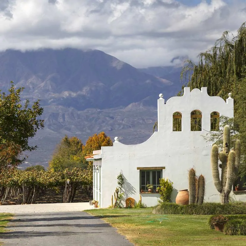 Un vignoble de Cafayate en Argentine, avec les montagnes en arrière-plan