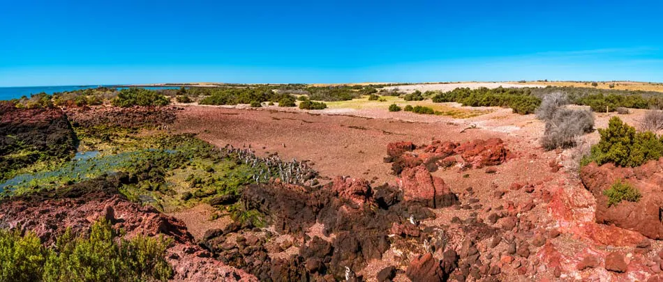 Paysage côtier de la réserve de Punta Tombo en Argentine