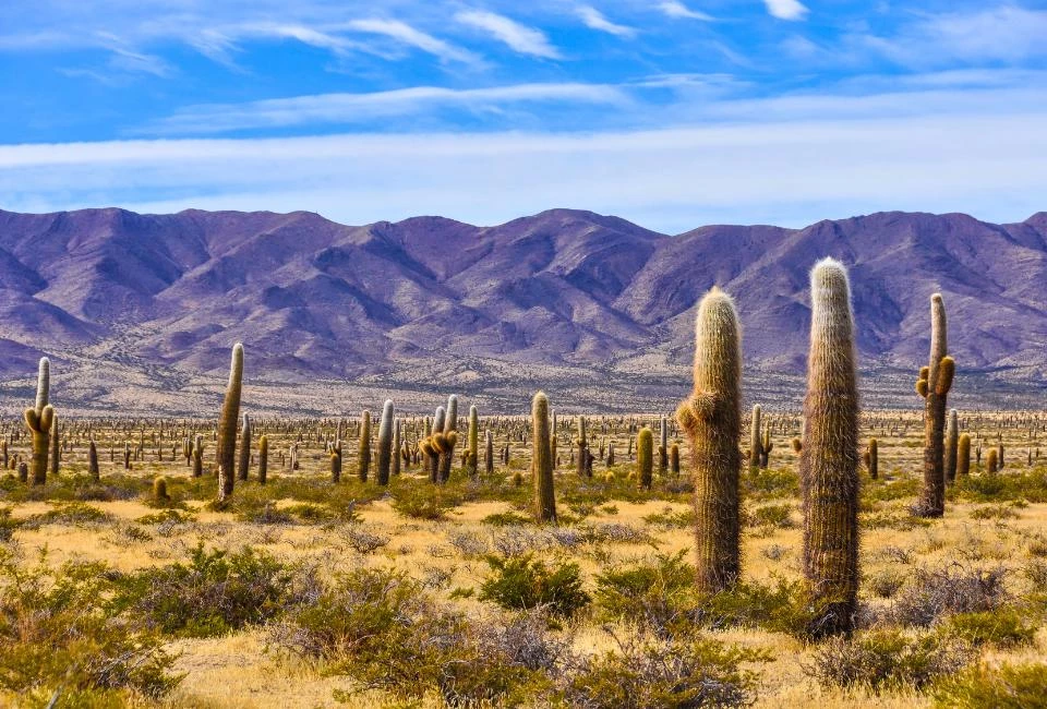 La capitale et le Noroeste argentin au volant