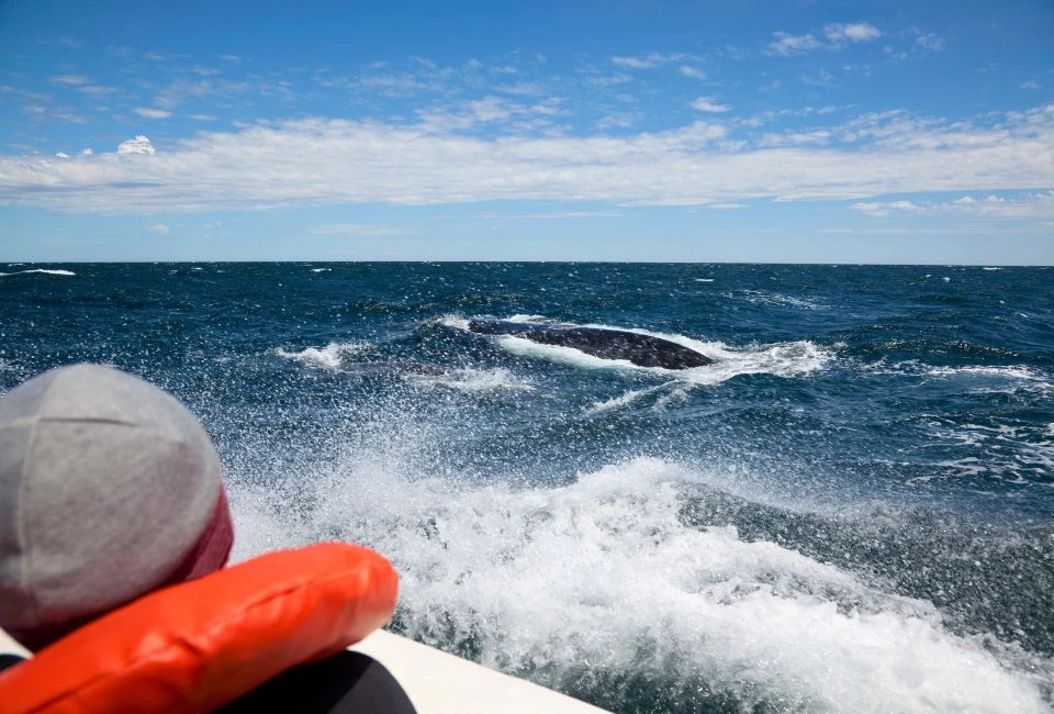 Ma tribu en Argentine : Porteños, manchots, baleines et glaciers